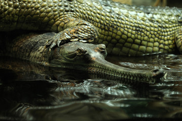 Gharial (Gavialis gangeticus)