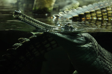 Gharial (Gavialis gangeticus)