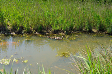 maman colvert et ses petits