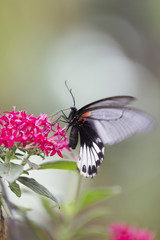 Obraz na płótnie Canvas butterfly on the flower