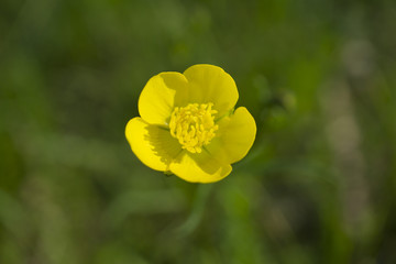 Obraz premium Yellow flower in the grass macro