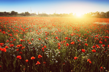 Obraz premium Letnie pole maku