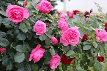 Fototapeta premium Rosier rose