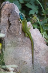 Green Lizard Resting