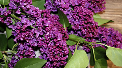 Flieder, Blüten, Dolden auf Treibholz Brett