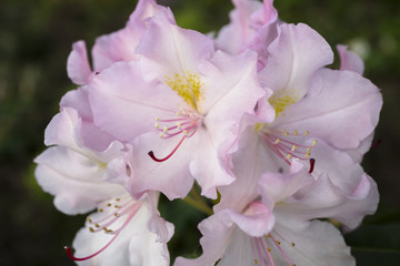 Bush of rose flowers with green leaves background
