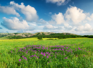 Fototapeta na wymiar Field with flowers in mountain valley