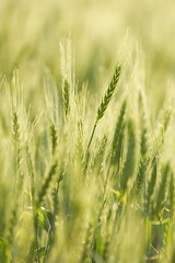 Wheat field