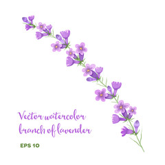 Vector watercolor branch of lavender. 
