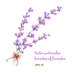 Fototapeta na wymiar Vector watercolor branch of lavender. 
