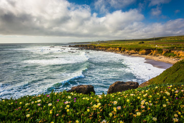 Flowers and view of the Pacific Coast in Pescadero, California.