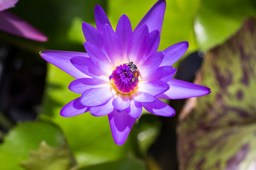 Fototapeta premium Bee find out the sweet in the lotus flower