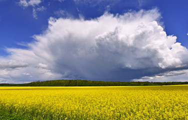 Obraz premium Landscape with field of blossoming rape