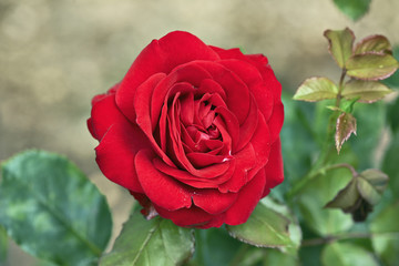 Elegant Red Rose
