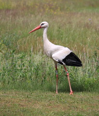 Cigogne