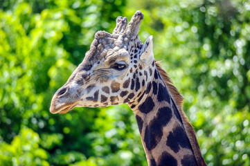 Giraffe portrait