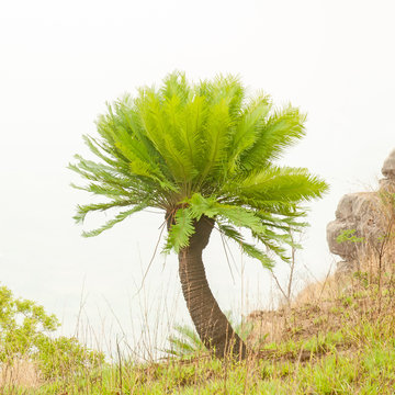 Cycads are growing on a cliff in the forest