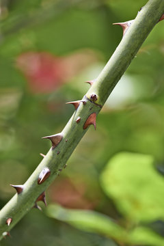 Detail of rose thorns
