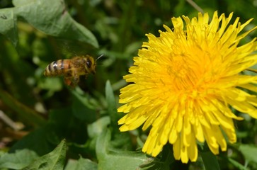 Оса подлетает к цветку