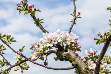 apple branches with white and pink flowers