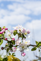 apple branches with white and pink flowers
