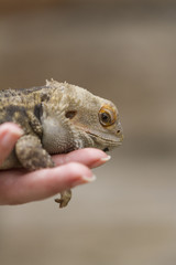 bearded dragon in the hand