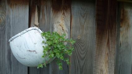 Picture in original flower pot . Summer in the Altai