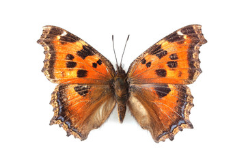 Butterfly - Small Tortoiseshell (Aglais urticae) isolated on whi