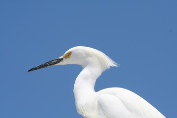 Snowy egret against a perfectly blue sky in Florida. 