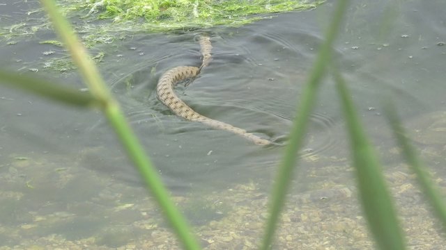 Snake River Natrix Floats Reptile In Water On River Among Green Algae