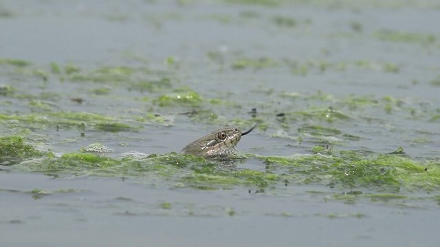 Snake River Natrix reptile head swallowed river goby fish
