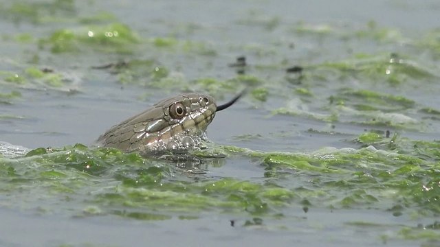 Snake River Natrix reptile head swallowed river goby fish