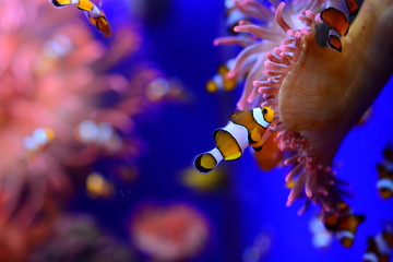 acquario © emanuele7100