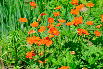 Obraz premium geum