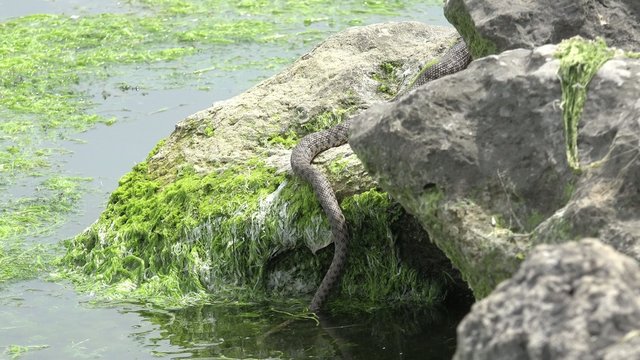 Snake River Natrix reptile head swallowed river goby fish