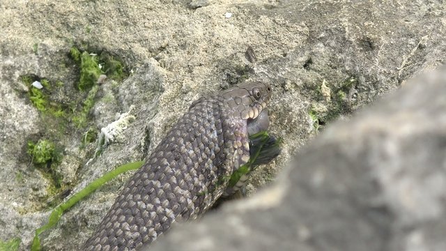 Snake River Natrix reptile head swallowed river goby fish