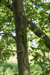 Lizard