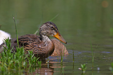 Young duckling feeding in marshlands