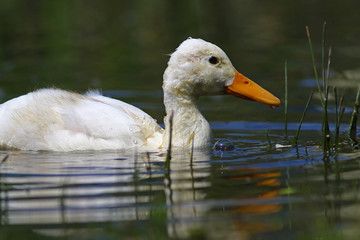 Young duckling feeding in marshlands