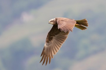 Marsh harrier in flight with wings down