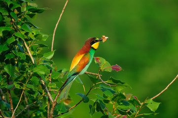 Gruccione su posatoio con preda in bocca, gruccione sfondo verde