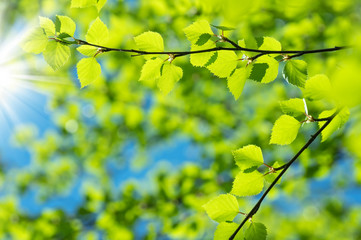 Spring background with a birch branch and fresh leaves