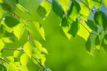 Spring background with a birch branch and fresh leaves