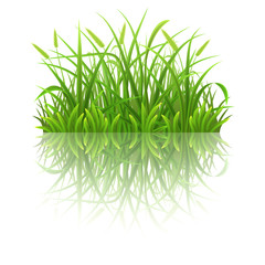 Green grass with reflection on white background