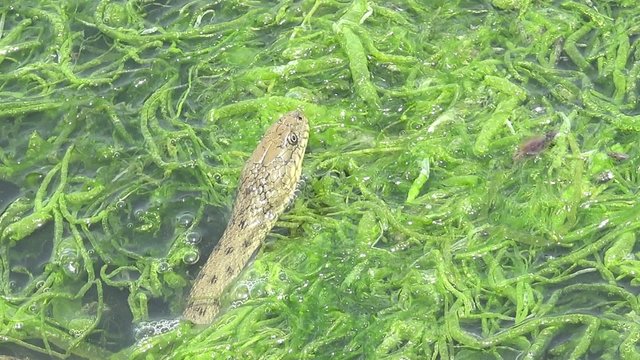 Snake River Natrix reptile head swallowed river goby fish