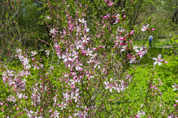 Flowering bush of Almond Steppe.
