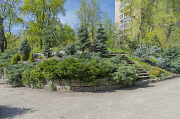 Fototapeta na wymiar Conifer trees in a botanical garden.
