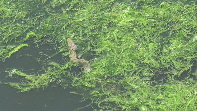 Snake River Natrix reptile head swallowed river goby fish
