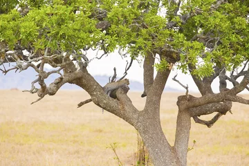 Foto op Canvas Leopard rests in tree after meal © kjekol