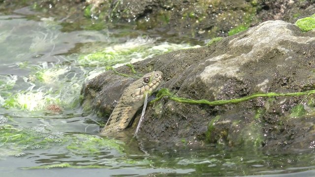 Snake River Natrix reptile head swallowed river goby fish